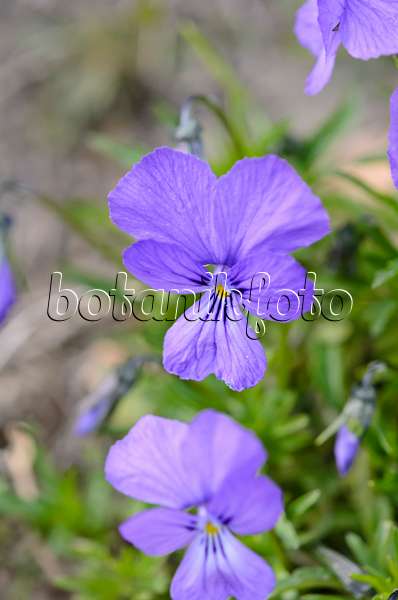 519067 - Dubys Veilchen (Viola dubyana)