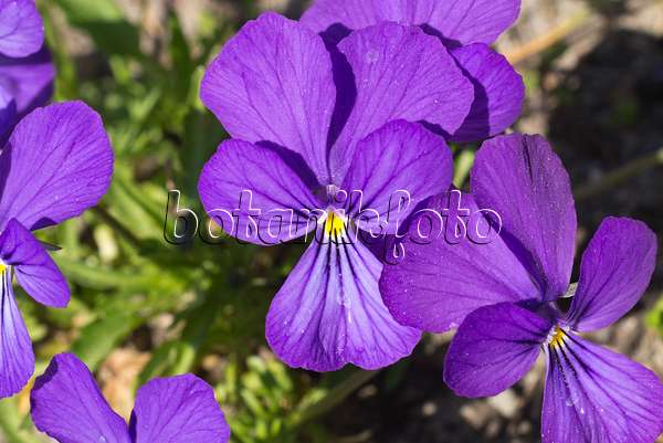 608038 - Dubys Veilchen (Viola dubyana)