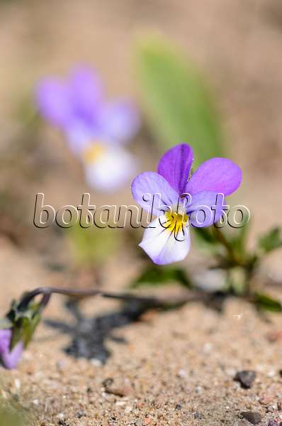 533578 - Dünenveilchen (Viola tricolor subsp. curtisii)