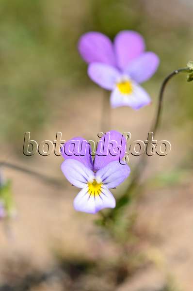 533579 - Dünenveilchen (Viola tricolor subsp. curtisii)