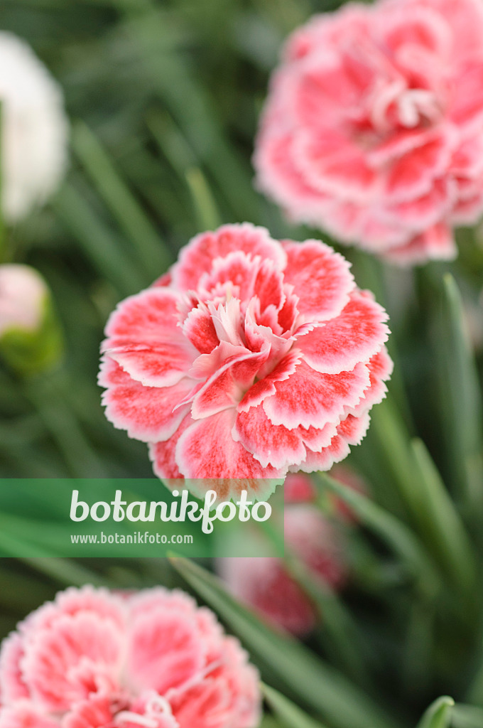 486158 - Duftnelke (Dianthus Coral Reef)