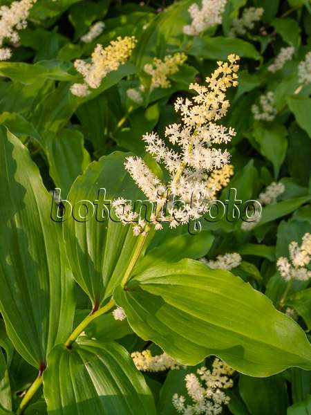 401229 - Duftsiegel (Maianthemum racemosum syn. Smilacina racemosa)