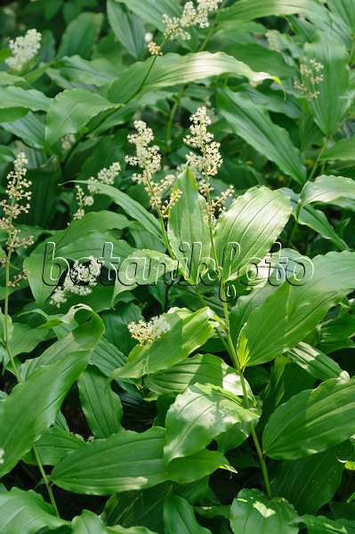 485015 - Duftsiegel (Maianthemum racemosum syn. Smilacina racemosa)