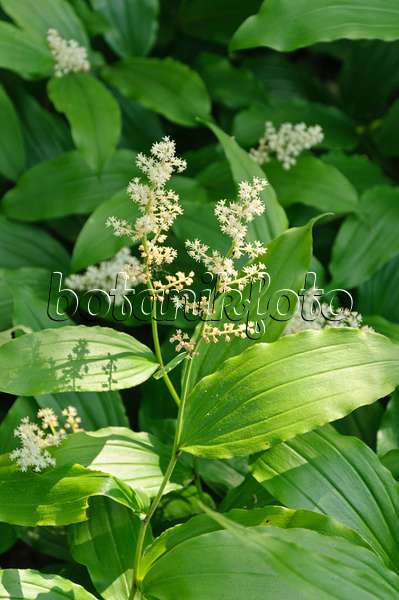 485016 - Duftsiegel (Maianthemum racemosum syn. Smilacina racemosa)