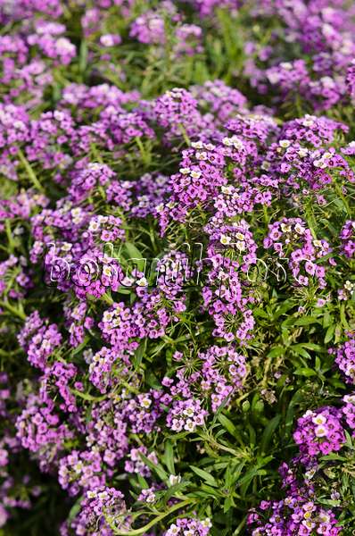 573036 - Duftsteinrich (Lobularia maritima 'Lavender Stream')