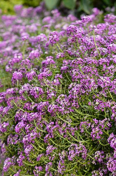 573037 - Duftsteinrich (Lobularia maritima 'Lavender Stream')
