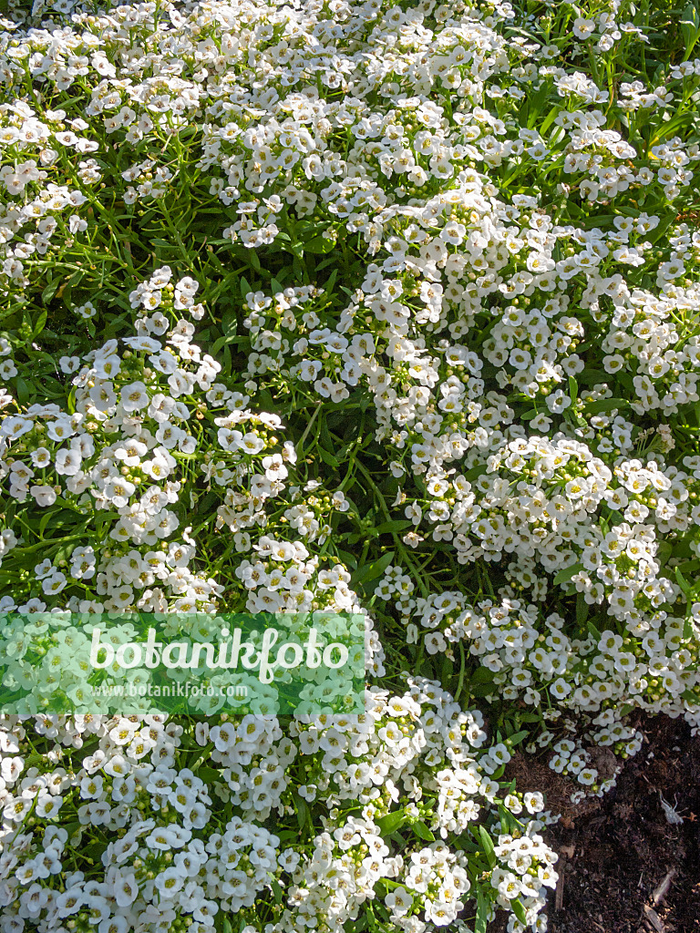 404044 - Duftsteinrich (Lobularia maritima 'Snow Crystals')