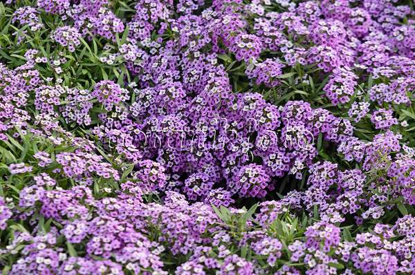 570108 - Duftsteinrich (Lobularia maritima 'Violettkönigin' syn. Lobularia maritima 'Violet Queen')