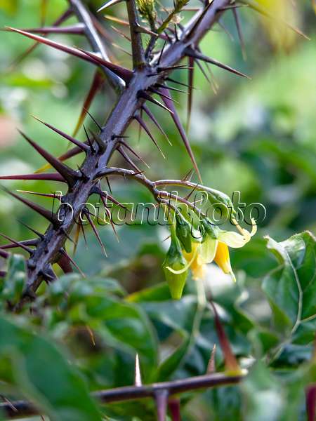 441044 - Dunkelpurpurroter Nachtschatten (Solanum atropurpureum)