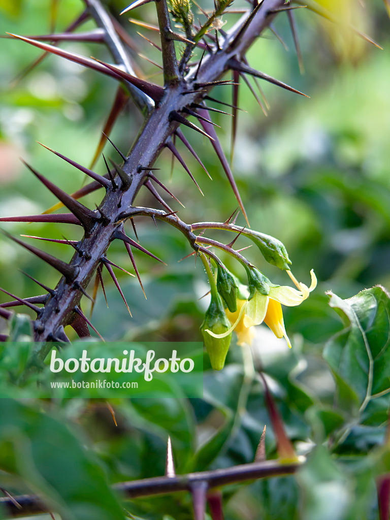 441044 - Dunkelpurpurroter Nachtschatten (Solanum atropurpureum)