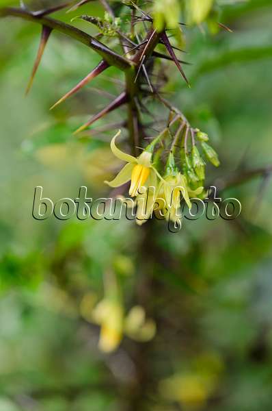 525046 - Dunkelpurpurroter Nachtschatten (Solanum atropurpureum)