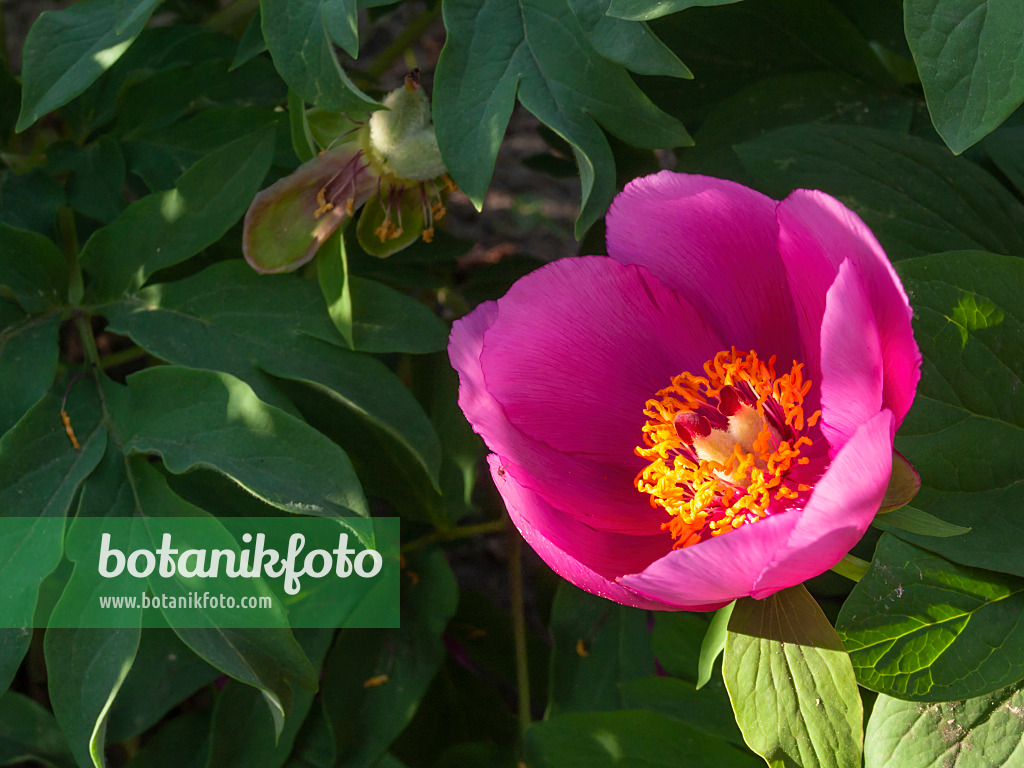 413031 - Echte Pfingstrose (Paeonia officinalis)