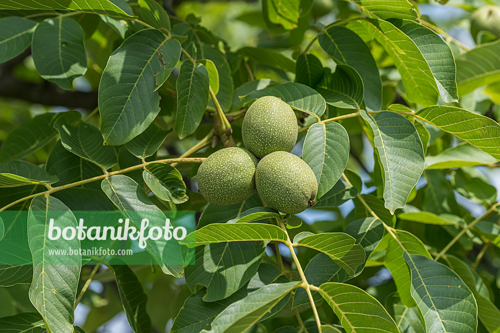 616012 - Echte Walnuss (Juglans regia 'Ockerwitzer Lange')