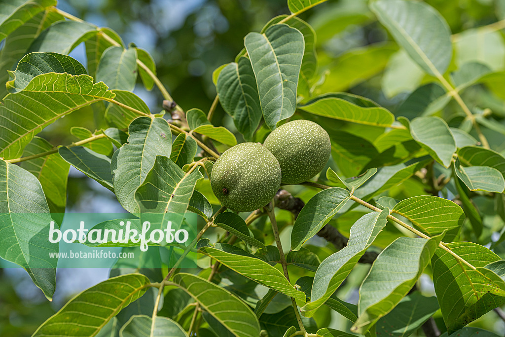 616014 - Echte Walnuss (Juglans regia 'Ockerwitzer Lange')