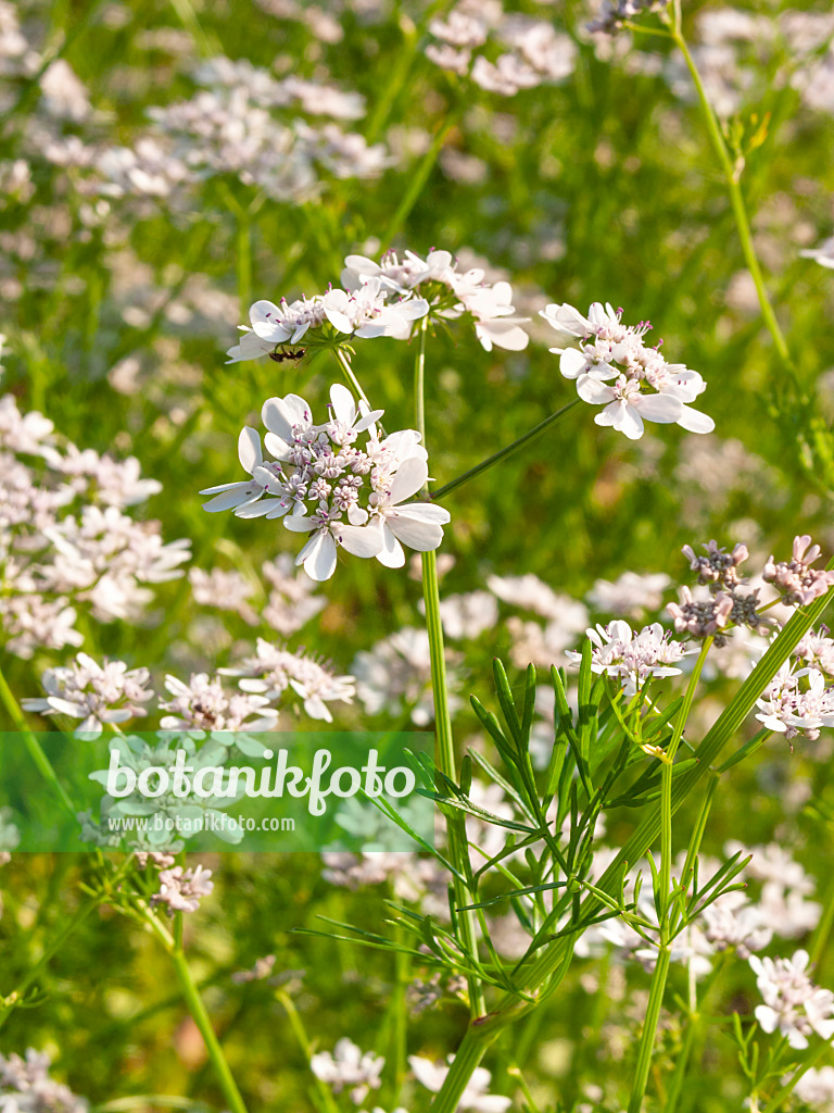 414004 - Echter Koriander (Coriandrum sativum)