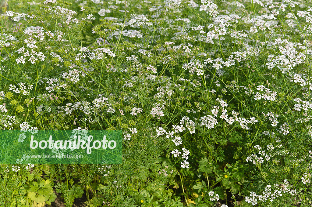 497300 - Echter Koriander (Coriandrum sativum)