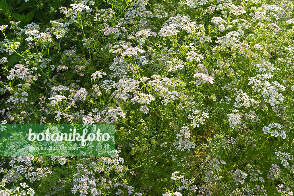 510011 - Echter Koriander (Coriandrum sativum)