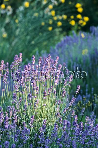 366044 - Echter Lavendel (Lavandula angustifolia)