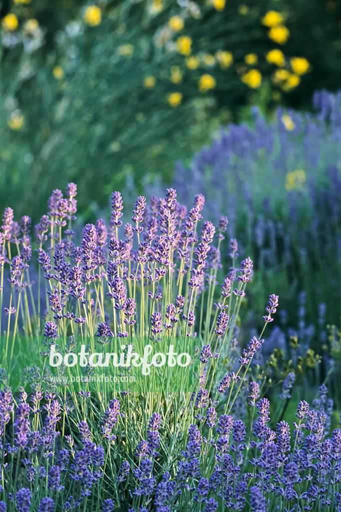 366044 - Echter Lavendel (Lavandula angustifolia)