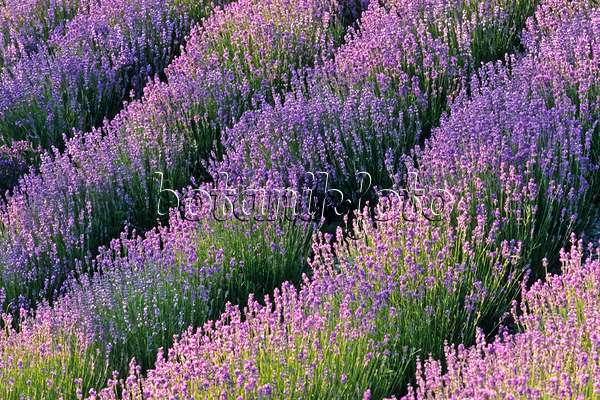 379093 - Echter Lavendel (Lavandula angustifolia)