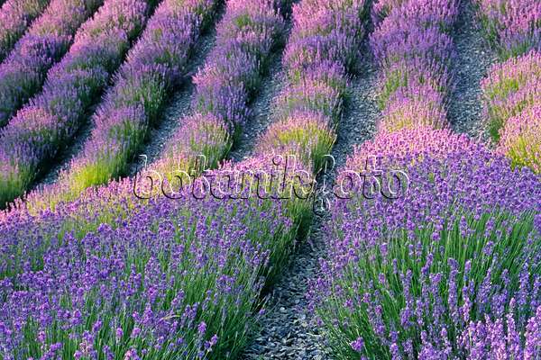 379094 - Echter Lavendel (Lavandula angustifolia)
