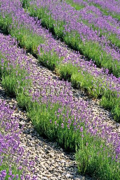 380001 - Echter Lavendel (Lavandula angustifolia)