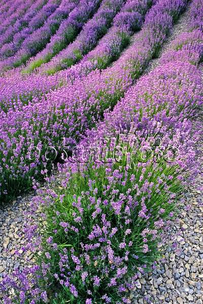 380028 - Echter Lavendel (Lavandula angustifolia)