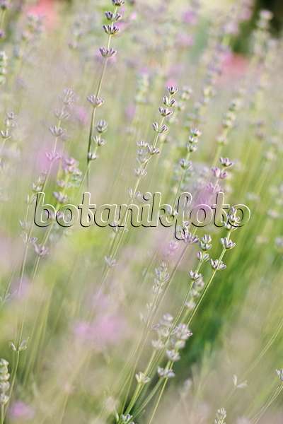 391044 - Echter Lavendel (Lavandula angustifolia)