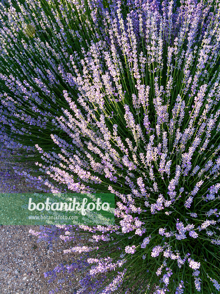 426332 - Echter Lavendel (Lavandula angustifolia)