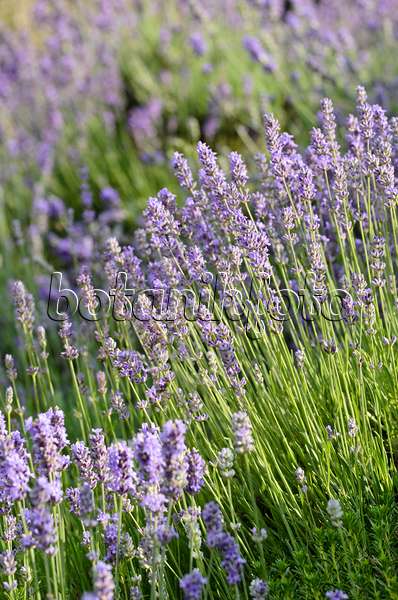 497280 - Echter Lavendel (Lavandula angustifolia)