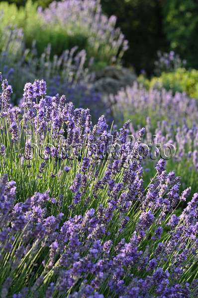 497284 - Echter Lavendel (Lavandula angustifolia)
