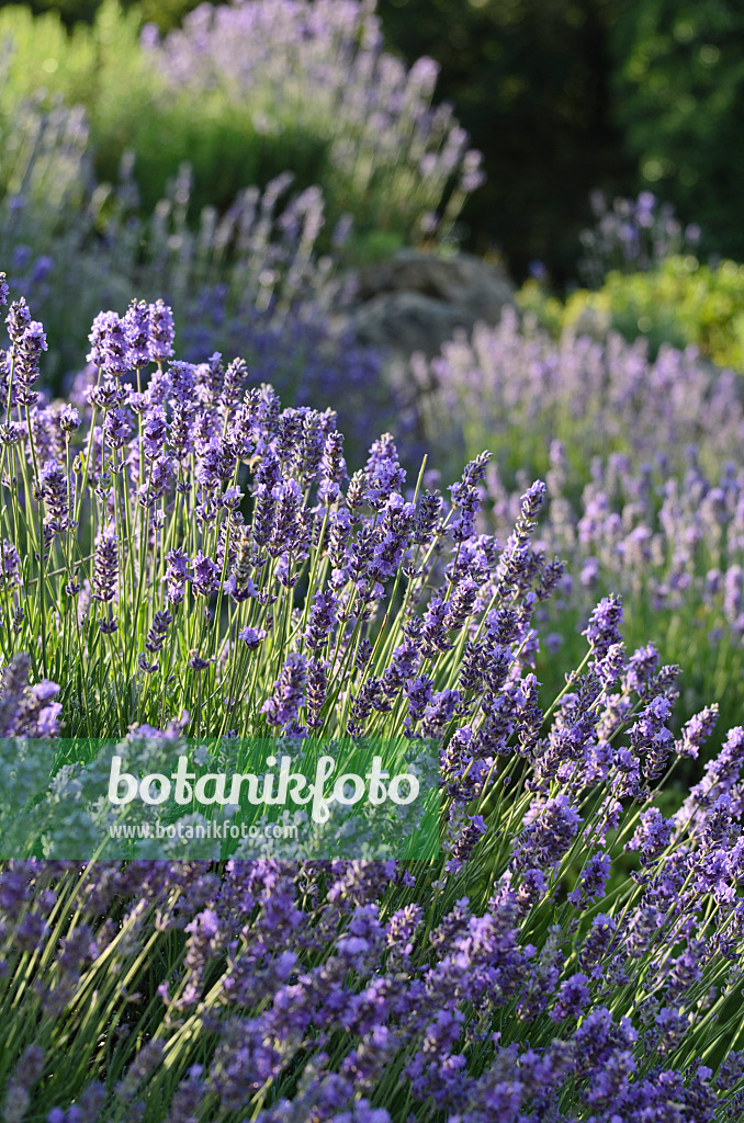 497284 - Echter Lavendel (Lavandula angustifolia)