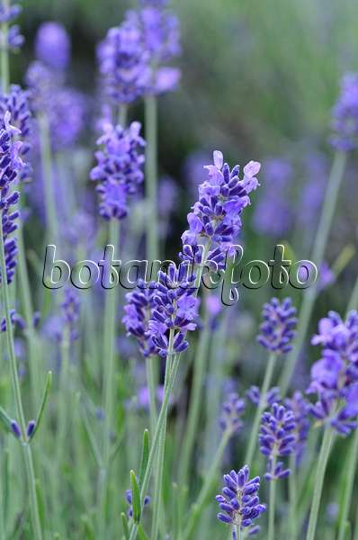 497287 - Echter Lavendel (Lavandula angustifolia)