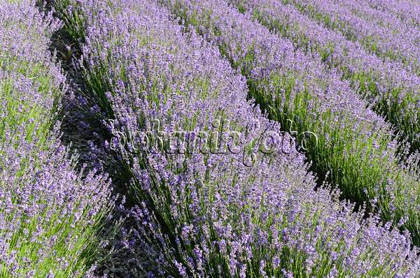 497333 - Echter Lavendel (Lavandula angustifolia)