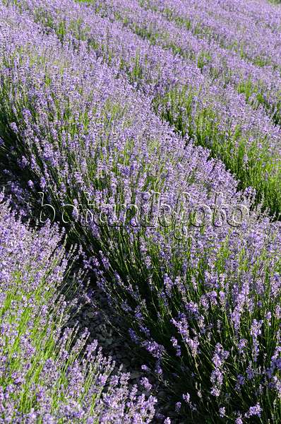 497334 - Echter Lavendel (Lavandula angustifolia)