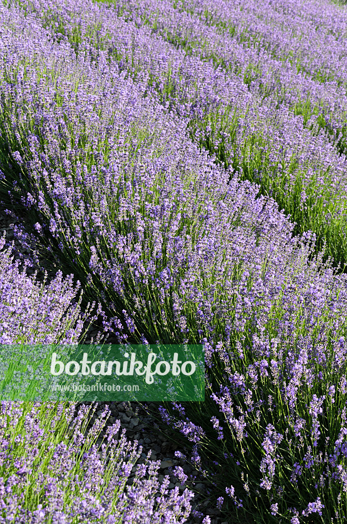 497334 - Echter Lavendel (Lavandula angustifolia)