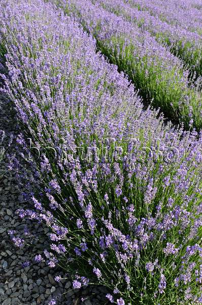 497335 - Echter Lavendel (Lavandula angustifolia)