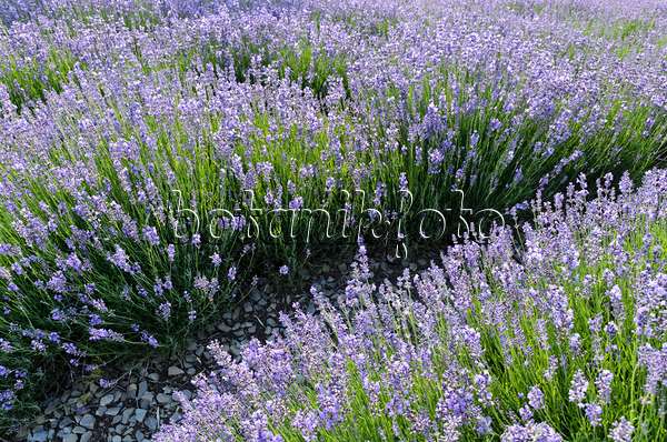 497336 - Echter Lavendel (Lavandula angustifolia)