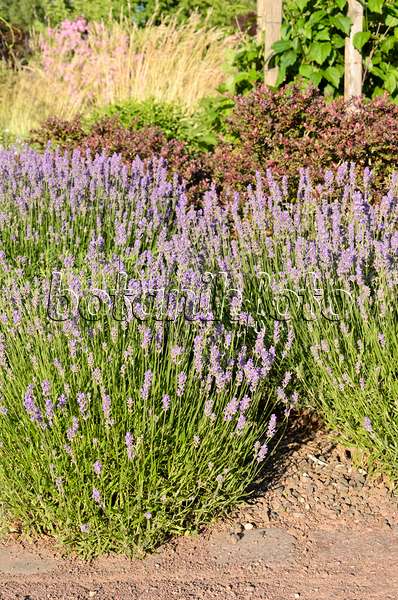 534024 - Echter Lavendel (Lavandula angustifolia)