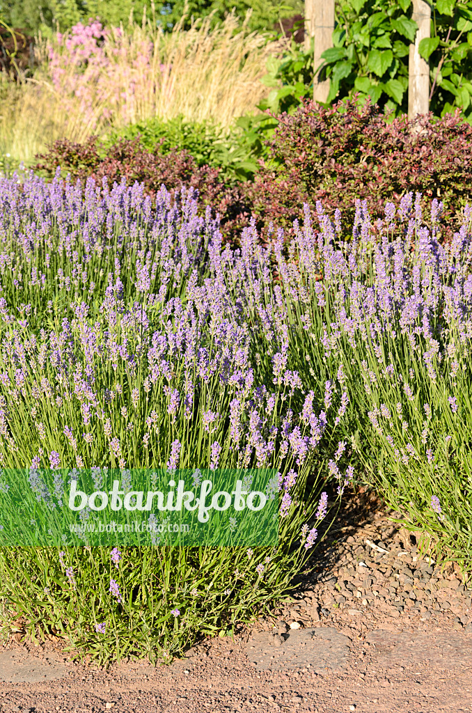 534024 - Echter Lavendel (Lavandula angustifolia)