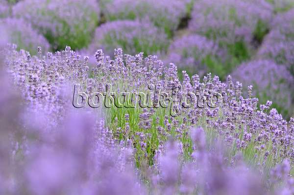 534101 - Echter Lavendel (Lavandula angustifolia)