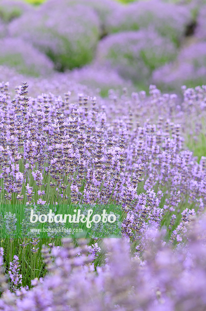 534102 - Echter Lavendel (Lavandula angustifolia)