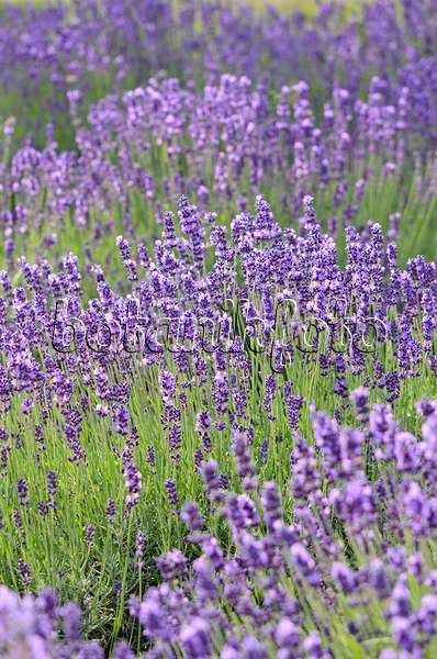534103 - Echter Lavendel (Lavandula angustifolia)