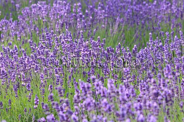 534104 - Echter Lavendel (Lavandula angustifolia)