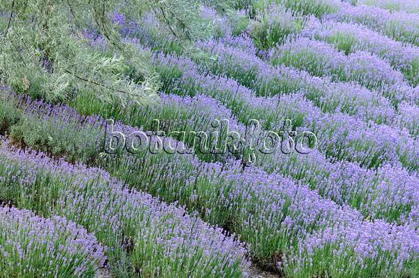 534106 - Echter Lavendel (Lavandula angustifolia)