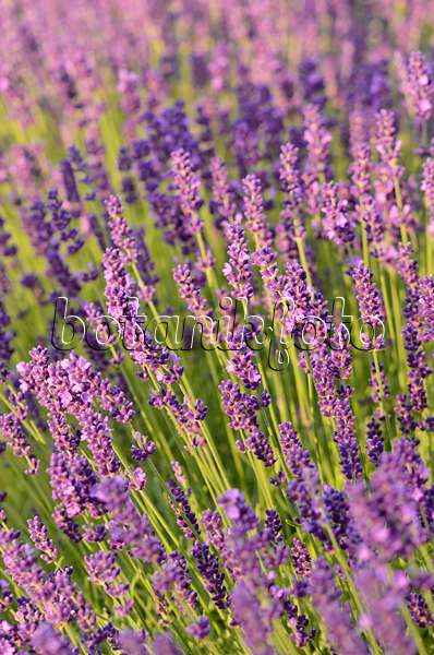 534092 - Echter Lavendel (Lavandula angustifolia 'Dwarf Blue')