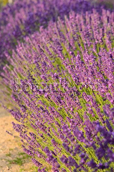 534093 - Echter Lavendel (Lavandula angustifolia 'Dwarf Blue')