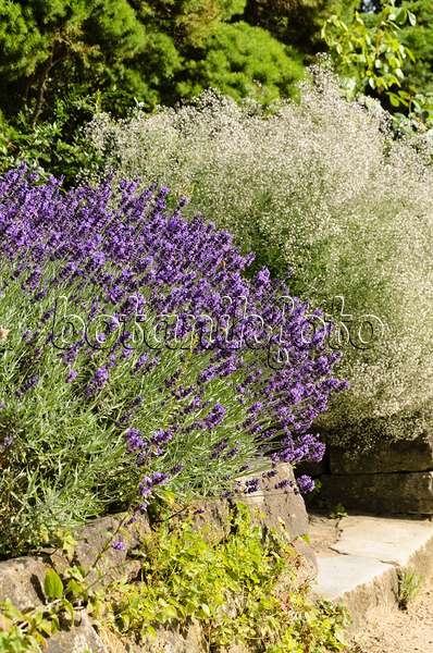497345 - Echter Lavendel (Lavandula angustifolia 'Hidcote Blue') und Rispiges Schleierkraut (Gypsophila paniculata 'Schneeflocke')