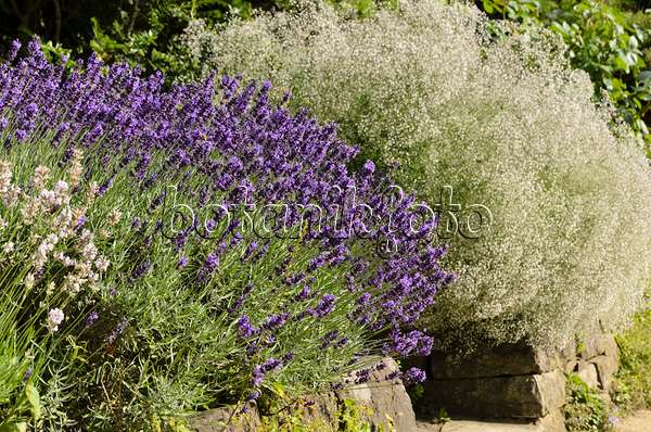 497346 - Echter Lavendel (Lavandula angustifolia 'Hidcote Blue') und Rispiges Schleierkraut (Gypsophila paniculata 'Schneeflocke')