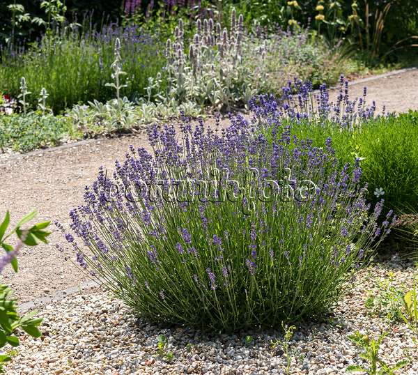 651361 - Echter Lavendel (Lavandula angustifolia 'Hidcote')